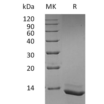 Human CCL19 Protein, hFc Tag