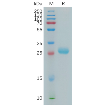 Human BMPR1A Protein, hFc Tag
