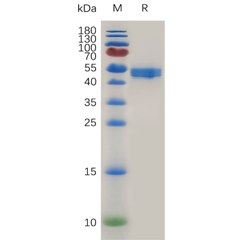 Human CDH11(54-617) Protein, His Tag