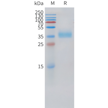 Cynomolgus CEACAM5 Protein, His Tag