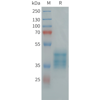 Cynomolgus GUCY2C Protein, His Tag