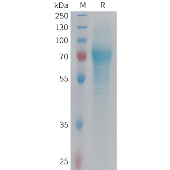 Cynomolgus TNFSF15 Protein, hFc Tag