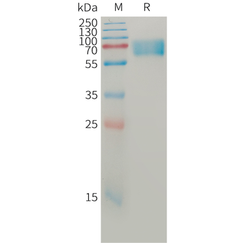 Human BCMA(42-54) Protein, mFc Tag