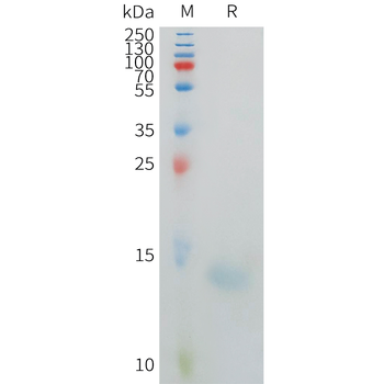 Human CCL24 Protein, hFc Tag