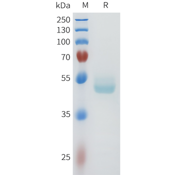 Mouse TNFSF15 Protein, hFc Tag