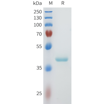 Mouse PD-1 Protein, hFc Tag