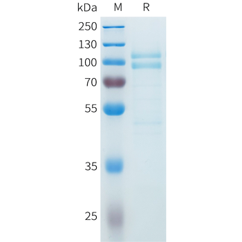 Mouse CD70 Protein, hFc Tag