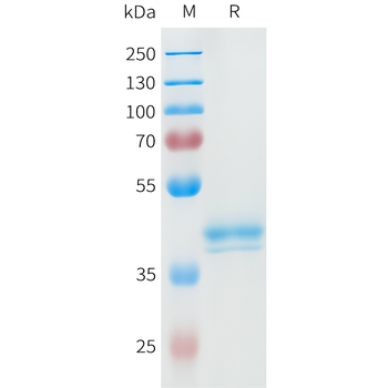 Mouse PD-L1 Protein, hFc Tag