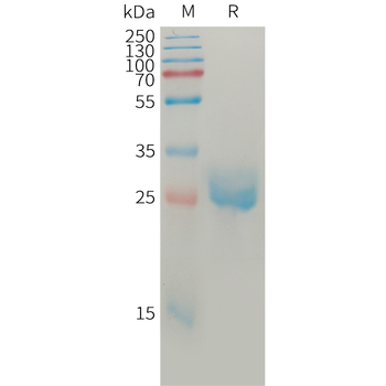 Human BCMA(22-42) Protein, mFc Tag