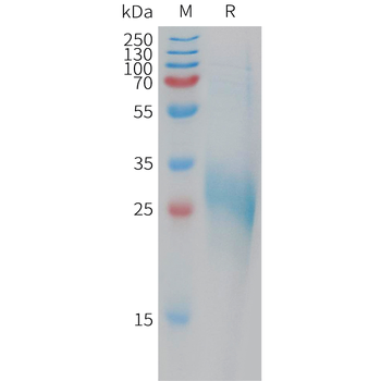 Human IL3 Protein, hFc Tag