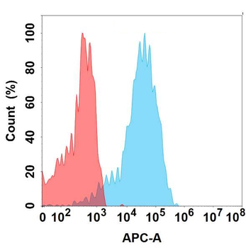 TENM4 Antibody