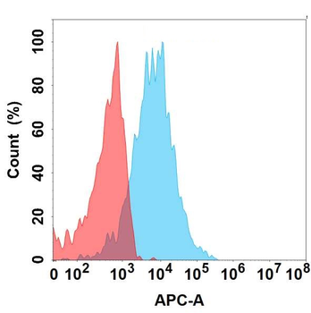 CD74 Antibody