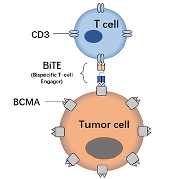 BCMA Antibody