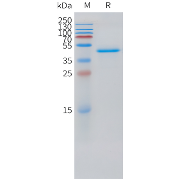 Feline IL31RA Protein, mFc Tag