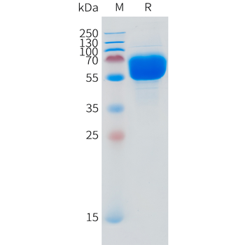 Canine PD-L1 Protein, hFc Tag