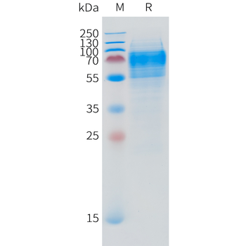 Canine PD-1 Protein, mFc Tag