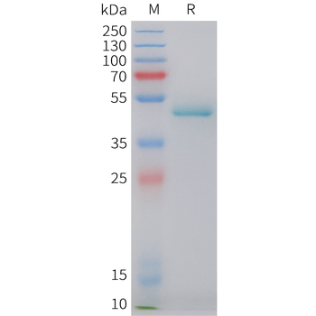 Cynomolgus BCMA Protein, hFc Tag