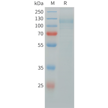 Cynomolgus CD79B Protein, hFc Tag