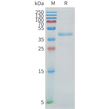 Cynomolgus CD3D and CD3E Heterodimer Protein, His Tag and hFc Tag