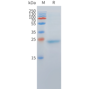 Cynomolgus CLDN18.2 Protein, hFc Tag