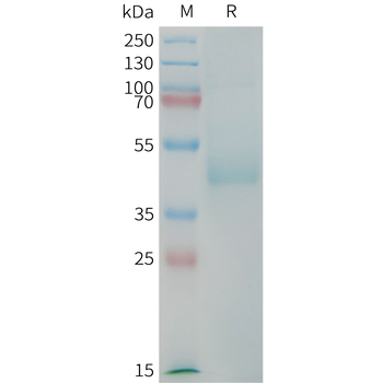 Human PD-L1(19-132) Protein, hFc Tag