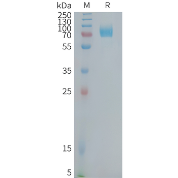 Human B7-H3(29-144) Protein, hFc Tag