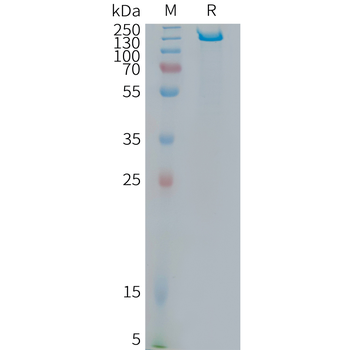 Human ITPRIPL1 Protein, hFc Tag