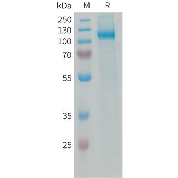 Human CRTAM Protein, mFc Tag