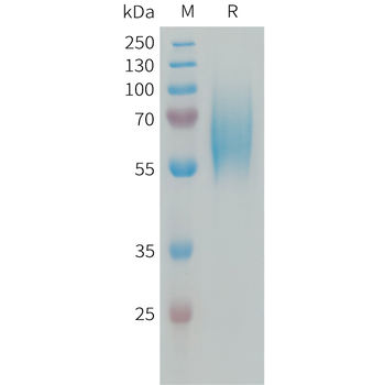 Human CADM1 Protein, mFc Tag