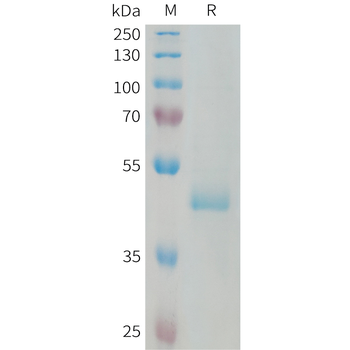 Human LY6E Protein, hFc Tag