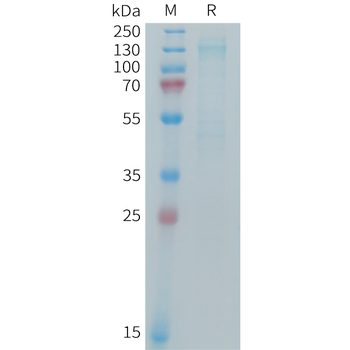 Human CD3E Protein, His Tag