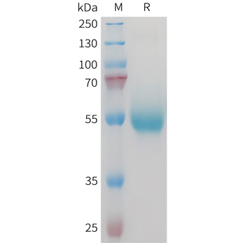 Human FCRL1 Protein, hFc Tag