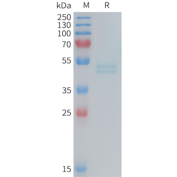 Human CD3G Protein, hFc Tag