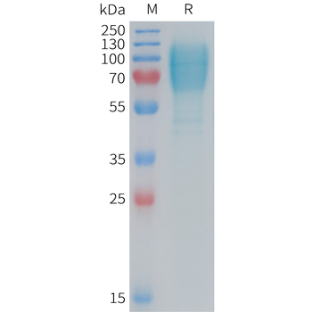 Human VEGFD Protein, hFc Tag