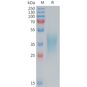 Human PTH1R Protein, hFc Tag
