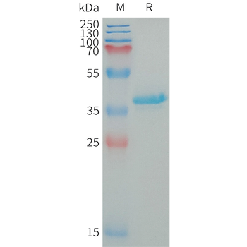 Human IL1A Protein, mFc Tag