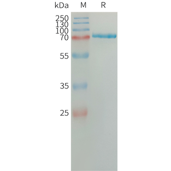 Human VEGF165 Protein, hFc Tag