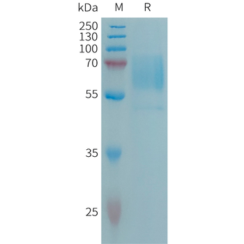 Human EFNA4 Protein, hFc Tag