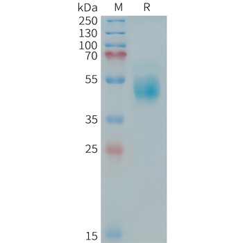 Human FGF2 Protein, Flag Tag
