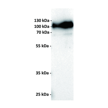 CD19 Antibody
