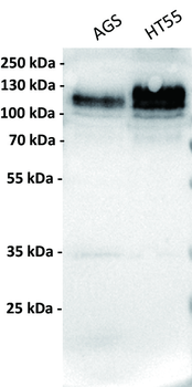 CDH17 Antibody