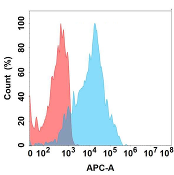 CD205 Antibody