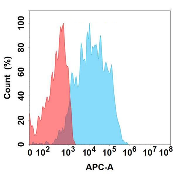 TIM-1 Antibody