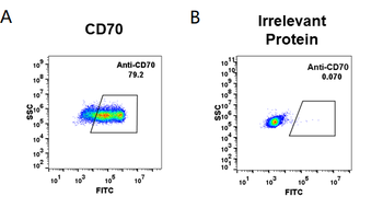 CD70 Biosimilar Antibody