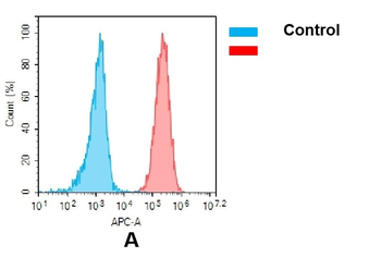 CD70 Biosimilar Antibody