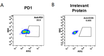 PD-1 Biosimilar Antibody