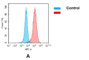 CD30 Biosimilar Antibody