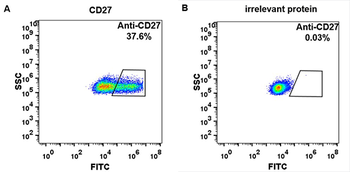 CD27 Biosimilar Antibody