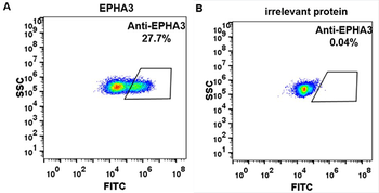 EPHA3 Biosimilar Antibody