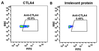 CTLA-4 Biosimilar Antibody